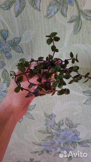 Каллизия Бьянка, Крибо и зеленая