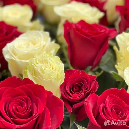 Длинные розы 70см доставка 101роза с доставкой