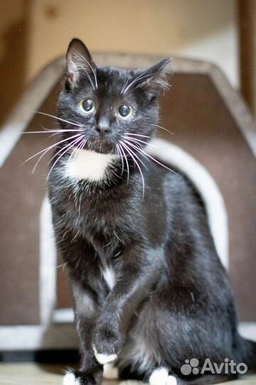 Кошка Мисти