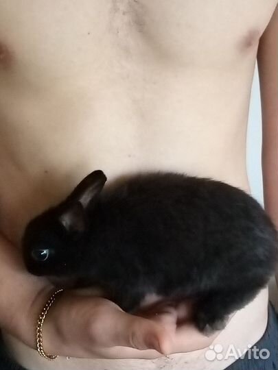 Декоративные кролики