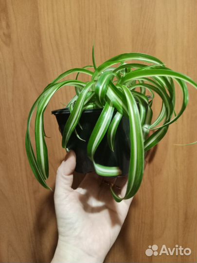 Хлорофитум