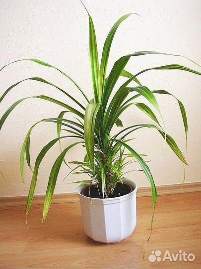 Пальма панданус