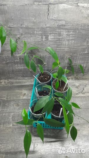 Редкие хойи