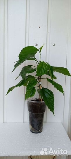 Гибискус Текила Санрайз