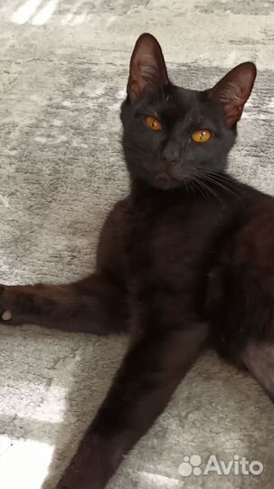 Кошка в дар
