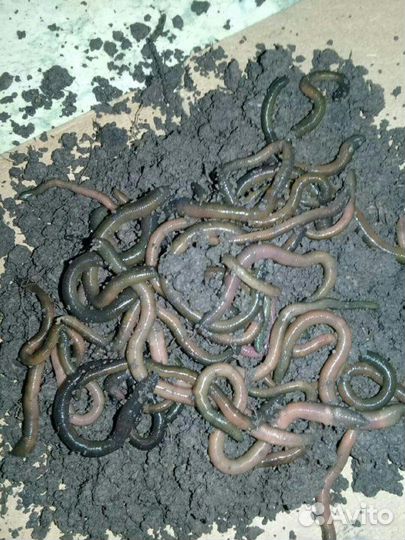 Зеленыe черви и личинка майского жука