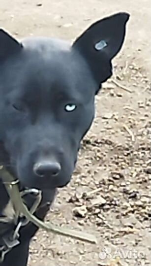 Собака в добрые руки отдам бесплатно щенки