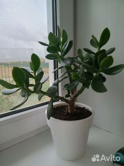 Толстянка - денежное дерево, сформирована крона