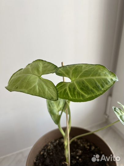 Сингониум вместе с горшком (Домашнее растение)