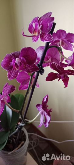 Орхидея фаленопсис мультифлора