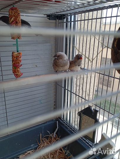 Самец зебровой амадины