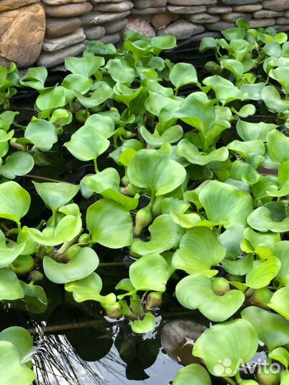 Растения для пруда