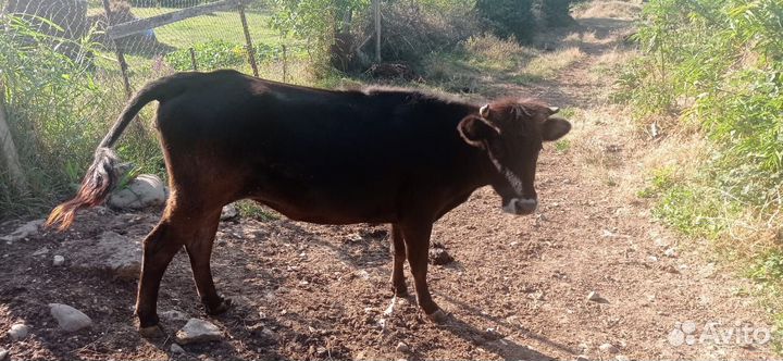 Коровы и телки