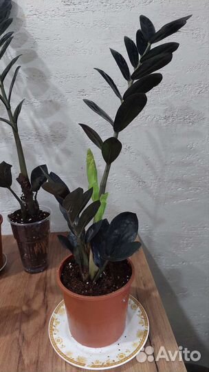Аглаонема, араукария,замиокулькас,алоказия,монстер