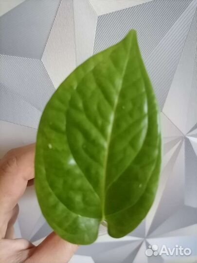 Амидриум медиум минт