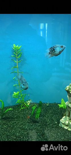 Бриллиантовая цихлазома баллон мальки