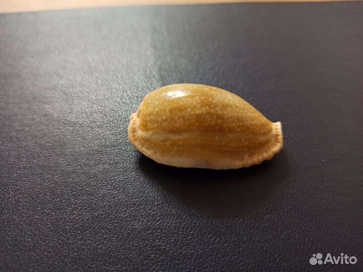 Морская раковина