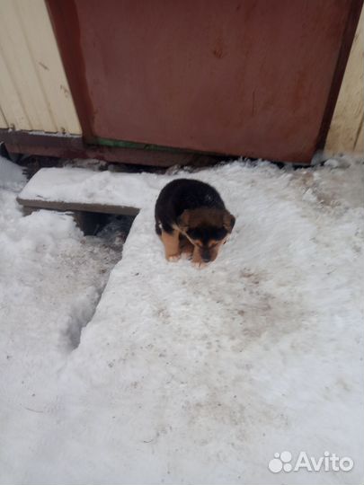 Немецкая овчарка щенок мальчик помесь