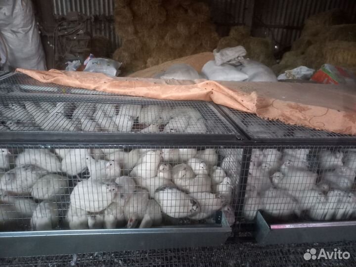 Индюки на мясо