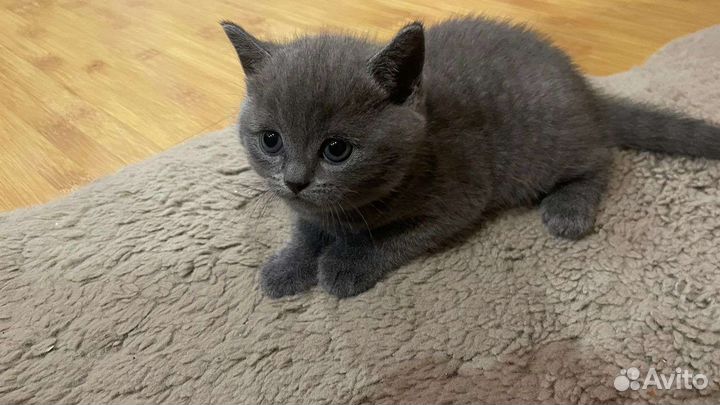 Британская