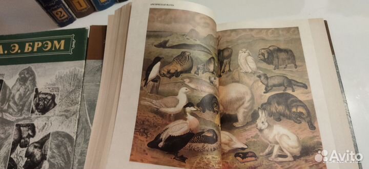 Книги Брэм Жизнь животных и Фабр Жизнь насекомых