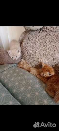 Кошка в дар бесплатно