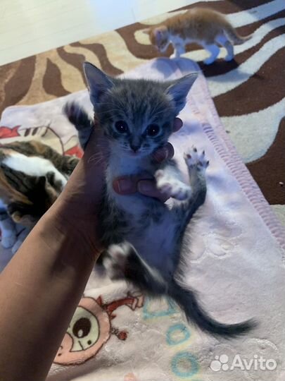 Котята в добрые руки