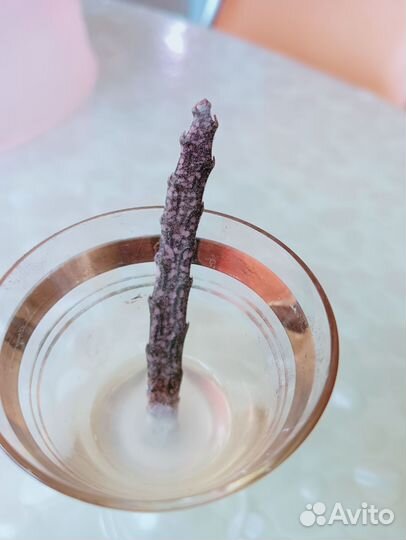 Эуфорбия Платиклада