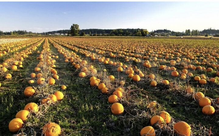 Участок 8,43 га (СНТ, ДНП)