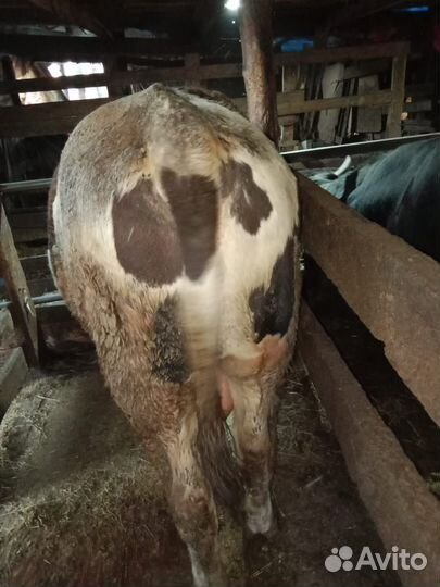 Быки на племя