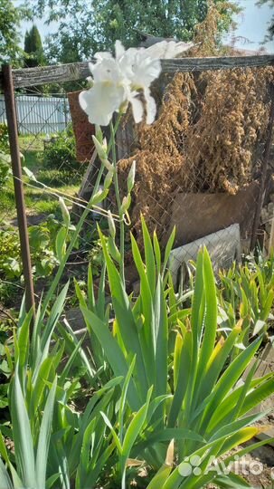 Ирисы бородатые,сортовые