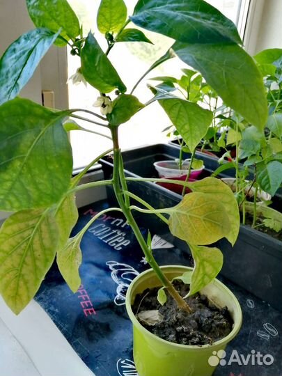 Рассада перцев