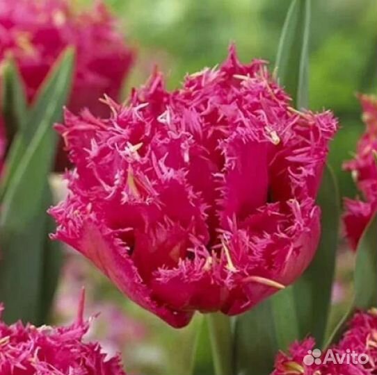 Луковицы тюльпанов