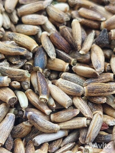 Расторопша