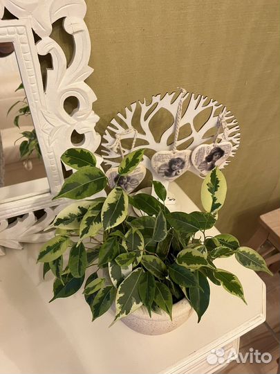 Фикус бенджамина