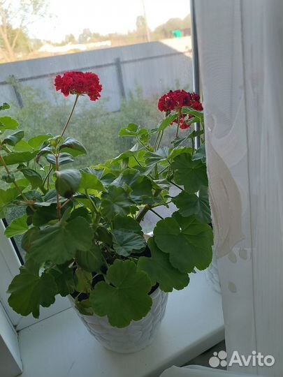 Розибутная герань