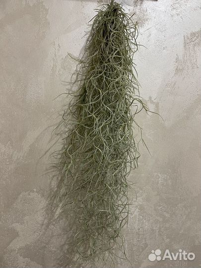 Тилландсия уснеевидная