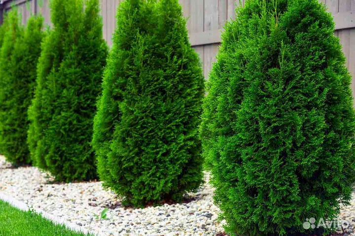 Туя Смарагд саженцы