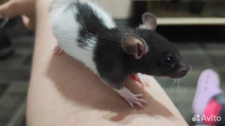 Декоративная крыса дамбо