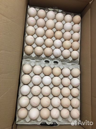 Инкубационное яйцо бройлера Венгрия