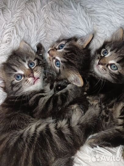 Котята,кошка,кот