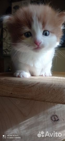 Котятки в добрые руки