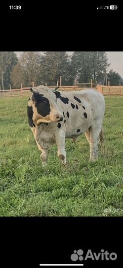 Продам быков