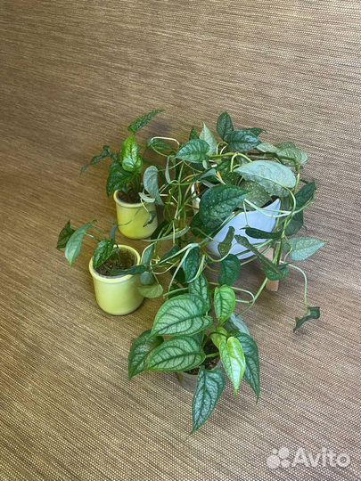 Монстера Siltepecana