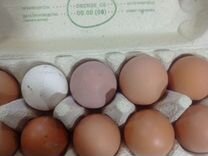Инкубационное яйцо/помесь с Австралорпом