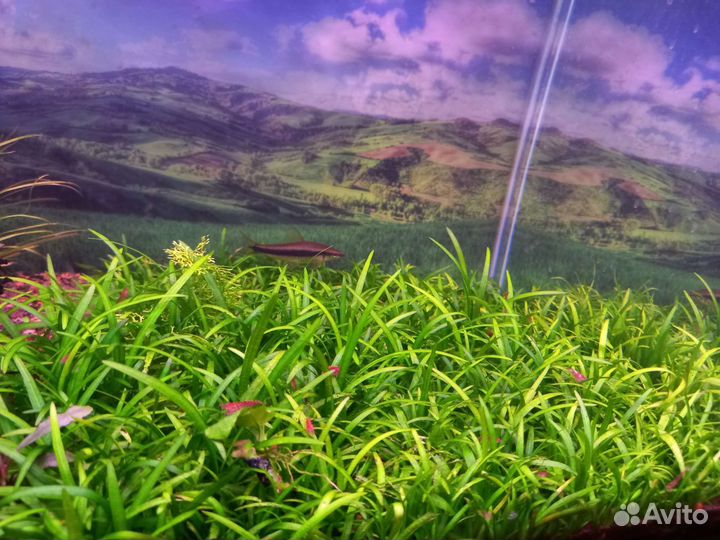 Аквариумные растения