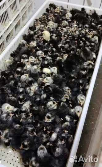 Суточные цыплята