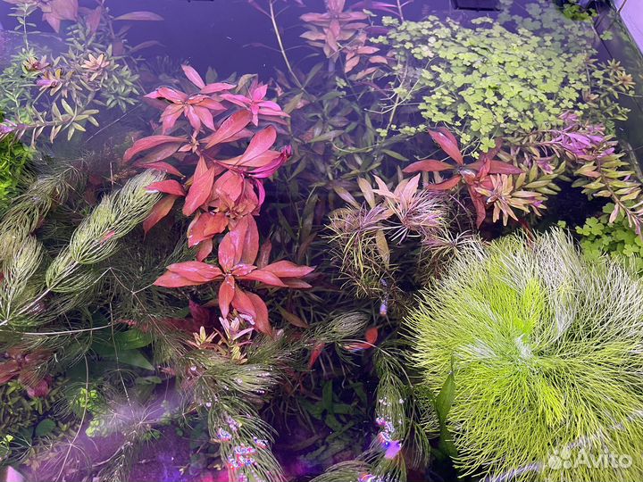 Аквариумные растения
