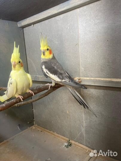 Певчий попугай, Розелла, корелла,амадины, волнис