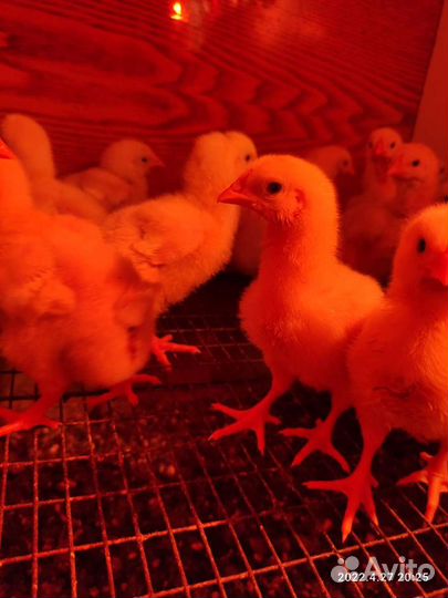 Живая птица